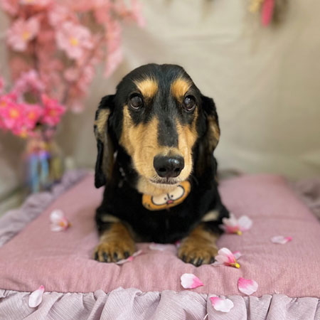 【本店】2023年4月9日のワンちゃん達♪