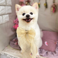 【本店】2023年4月16日のワンちゃん達♪