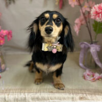 【本店】2023年4月24日のワンちゃん達♪