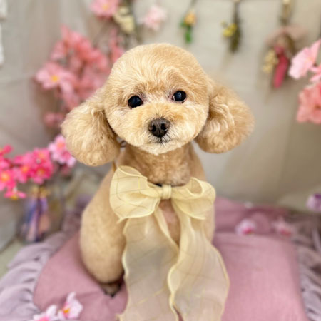 【本店】2023年4月28日のワンちゃん達♪