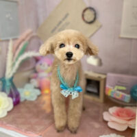 【本店】2023年4月30日のワンちゃん達♪