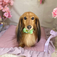 【本店】2023年4月7日のワンちゃん達♪