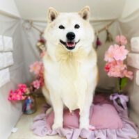 【本店】2023年4月27日のワンちゃん達♪