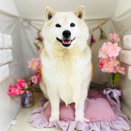 【本店】2023年4月27日のワンちゃん達♪