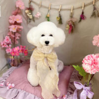 【本店】2023年4月21日のワンちゃん達♪