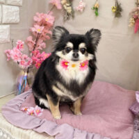 【本店】2023年4月22日のワンちゃん達♪