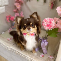 【本 店】2023年4月26日のワンちゃん達♪