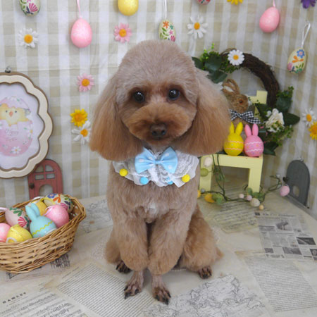 【山手店】2023年4月1日のワンちゃん達♪