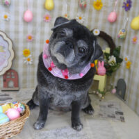 【山手店】2023年4月2日のワンちゃん達♪