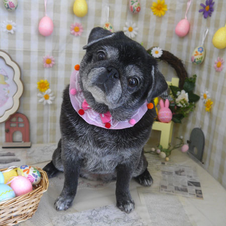 【山手店】2023年4月2日のワンちゃん達♪