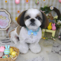 【山手店】2023年4月3日のワンちゃん達♪