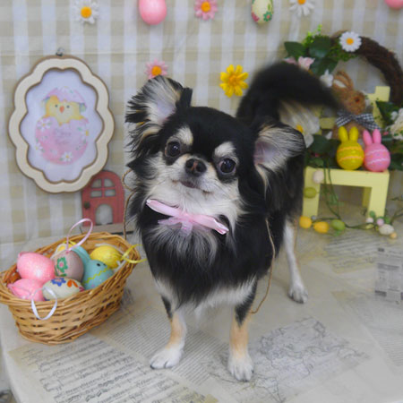 【山手店】2023年4月6日のワンちゃん達♪