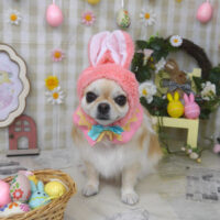 【山手店】2023年4月7日のワンちゃん達♪