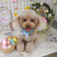 【山手店】2023年4月8日のワンちゃん達♪