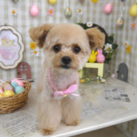 【山手店】2023年4月9日のワンちゃん達♪