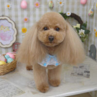 【山手店】2023年4月10日のワンちゃん達♪