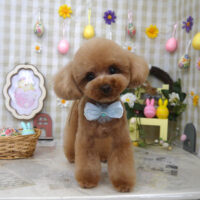 【山手店】2023年4月13日のワンちゃん達♪