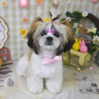 【山手店】2023年4月15日のワンちゃん達♪