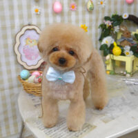 【山手店】2023年4月16日のワンちゃん達♪