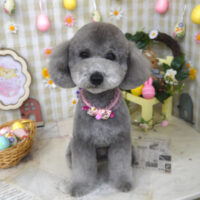 【山手店】2023年4月17日のワンちゃん達♪