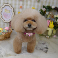 【山手店】2023年4月20日のワンちゃん達♪