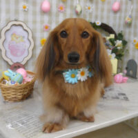 【山手店】2023年4月21日のワンちゃん達♪