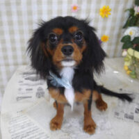 【山手店】2023年4月22日のワンちゃん達♪