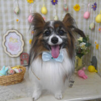 【山手店】2023年4月23日のワンちゃん達♪