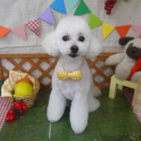 【山手店】2023年4月29日のワンちゃん達♪