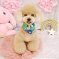 【池下店】2023年4月21日のワンちゃん達♪