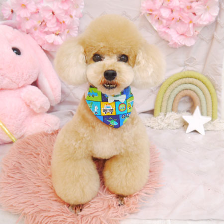 【池下店】2023年4月21日のワンちゃん達♪