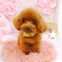 【池下店】2023年4月22日のワンちゃん達♪