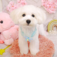 【池下店】2023年4月23日のワンちゃん達♪