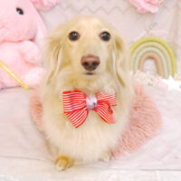 【池下店】2023年4月24日のワンちゃん達♪