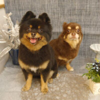 【池下店】2023年4月26日のワンちゃん達♪