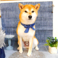 【池下店】2023年4月27日のワンちゃん達♪