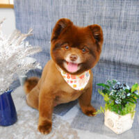 【池下店】2023年4月28日のワンちゃん達♪