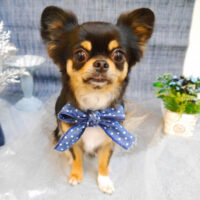 【池下店】2023年4月29日のワンちゃん達♪