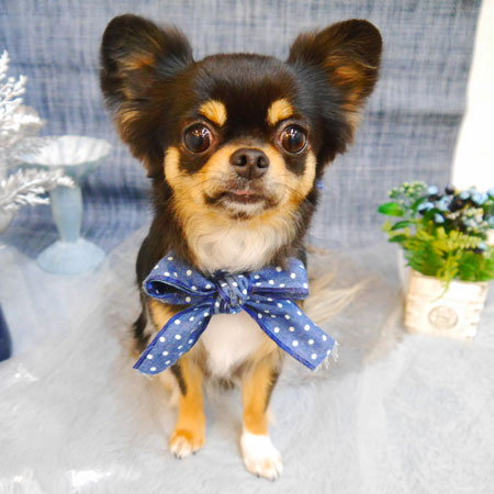 【池下店】2023年4月29日のワンちゃん達♪