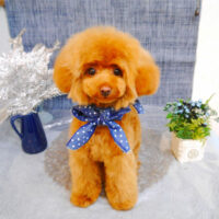 【池下店】2023年4月30日のワンちゃん達♪