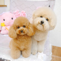 【池下店】2023年4月1日のワンちゃん達♪