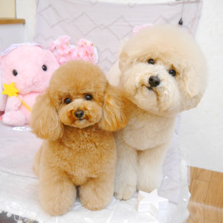 【池下店】2023年4月1日のワンちゃん達♪