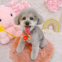 【池下店】2023年4月2日のワンちゃん達♪