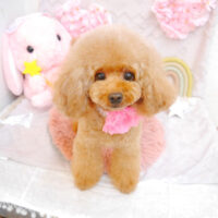 【池下店】2023年4月3日のワンちゃん達♪