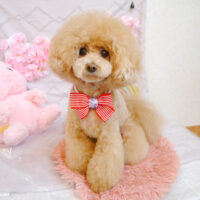 【池下店】2023年4月6日のワンちゃん達♪