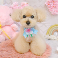 【池下店】2023年4月7日のワンちゃん達♪