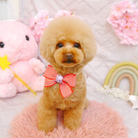 【池下店】2023年4月8日のワンちゃん達♪