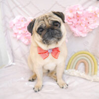 【池下店】2023年4月9日のワンちゃん達♪