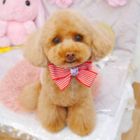 【池下店】2023年4月10日のワンちゃん達♪