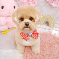 【池下店】2023年4月13日のワンちゃん達♪